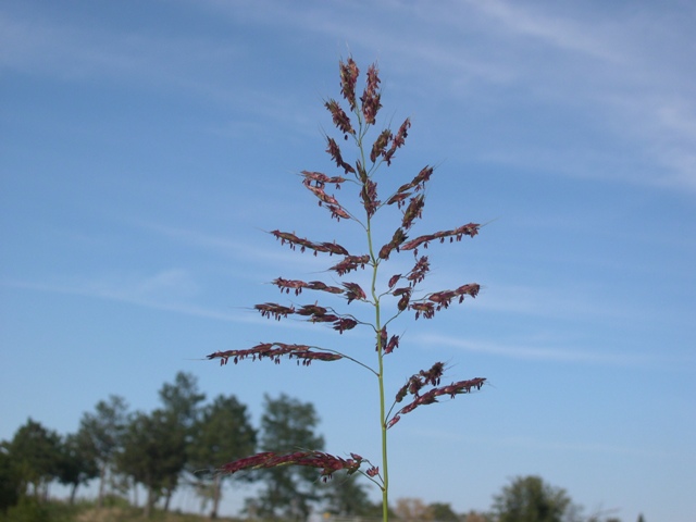 Sorghum halepense